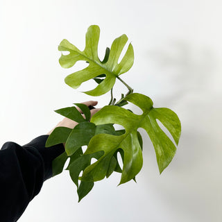 Z-5231 - Rhaphidophora tetrasperma ‘Mint’