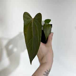 Anthurium 'Not The Mama' x unknown [#1903]