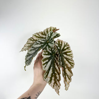 Begonia 'Silver Beauty' [#1943]