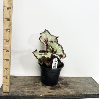 Begonia 'Sardanna' [#2147]