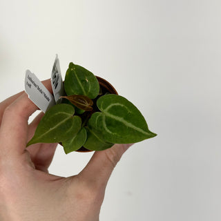 Anthurium 'Brielle'/'Michelle' x self - 2 Seedlings [#1516]