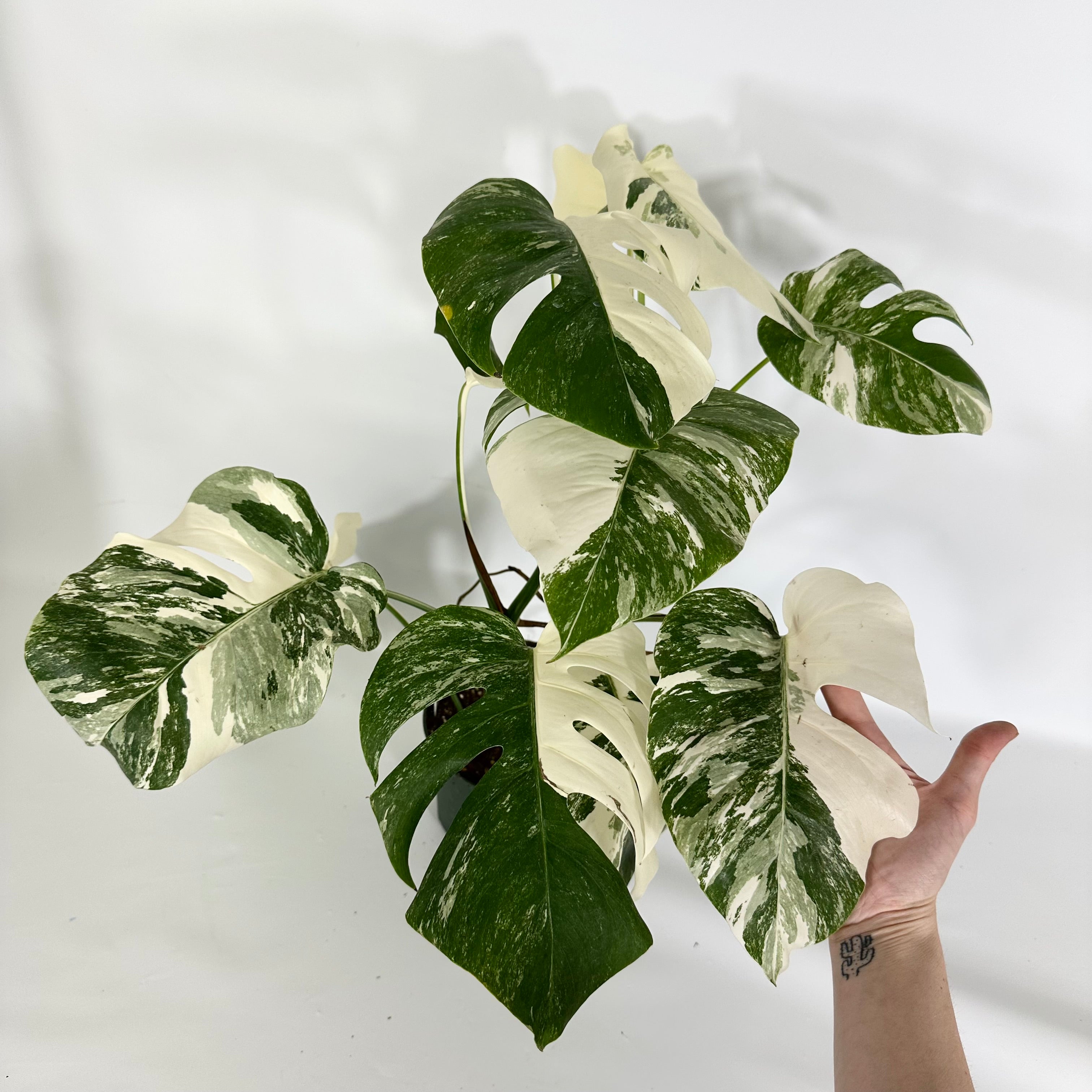 Monstera Deliciosa var. Borsigiana Variegata M | Plant Circle