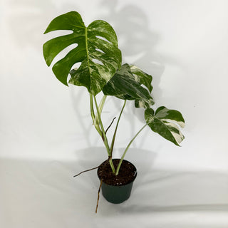 Monstera deliciosa var. borsigiana albo-variegata [#1633]