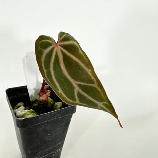 Anthurium crystallinum/magnificum x 'Zara' [#1158]