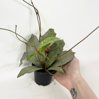 Hoya mitrata (silver) [#1729]