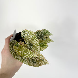 Begonia 'Snow Capped' (Variegated) [#2271]