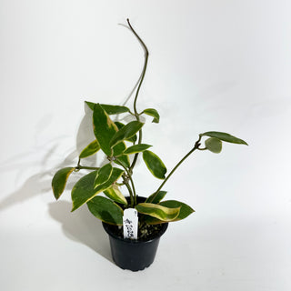 Hoya diversifolia albo-marginata [#2025]