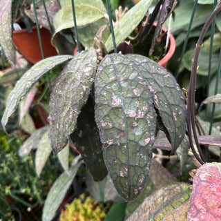 Hoya clemensiorum