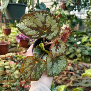 Begonia 'Elephant Ear'