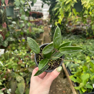 Hoya vangviengiensis