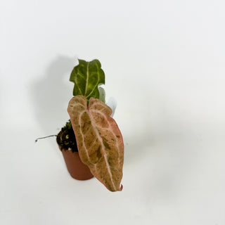 Anthurium 'Arnold Schwarzenegger' x 'Chuck Norris' - Seedling [#2121]