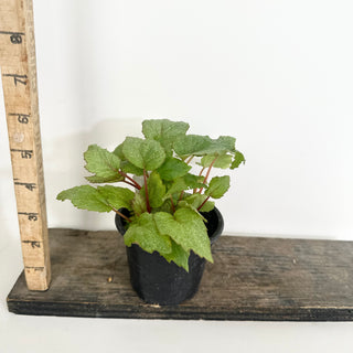 Begonia 'Pollux' [#2157]