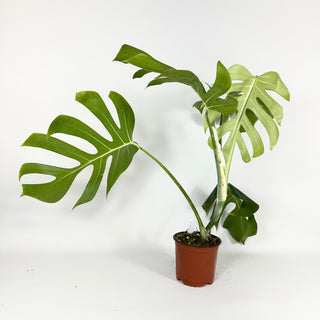 Monstera deliciosa var. sierrana [#2116]
