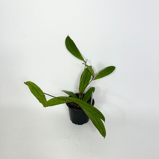 Hoya sp. Rajang Lebong