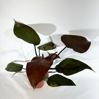 Z-4890 - Philodendron 'Orange Princess' (Non-TC)