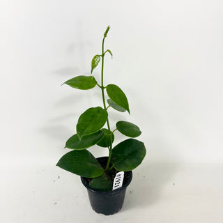 Hoya sp. PNG (red cup flower) [#1921]