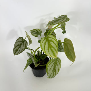 Z-4317 - Philodendron aff. brandtianum