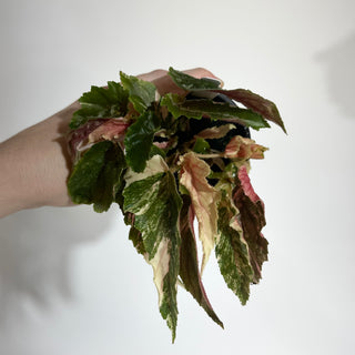 Begonia 'Ginny Galaxy' [#1886]