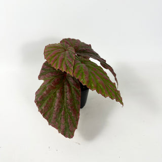 Begonia "Crazy Pink" [#1910]