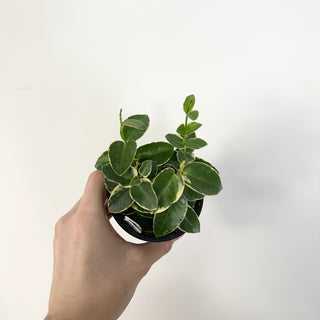 Hoya cumingiana albo-marginata [#2286]