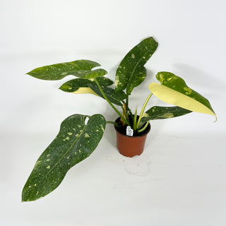 Philodendron 'Jose Buono' (Texas Form) [#2113]