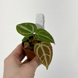 Anthurium 'Tezula Dreamweaver'/dorayaki x 'Prince of Darkness' - 2 Seedlings [#1339]