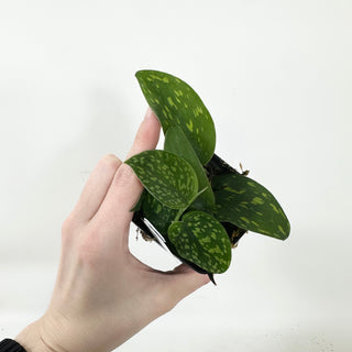 Z-5373 - Scindapsus pictus "Green Form" (Hassk)