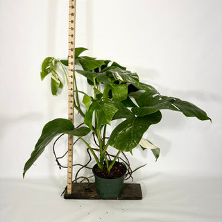 Monstera deliciosa var. borsigiana albo-variegata - Two Plants [#1447]