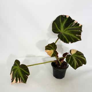 Begonia soli-mutata (variegated) [#1227]