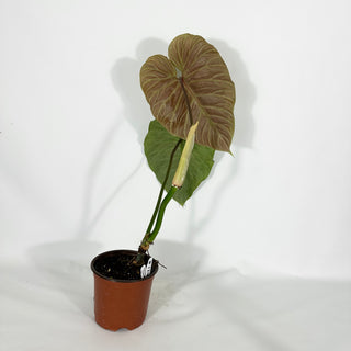 Philodendron 'Majestic' (Non-TC) [#1267]