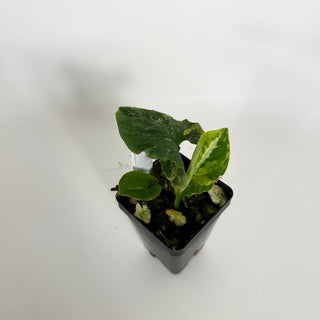 Syngonium wendlandii ‘Scrambled Eggs’ [#2308]