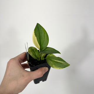Z-4687 - Scindapsus pictus 'Rubicon'