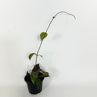 Hoya sp. "Red" [#2195]