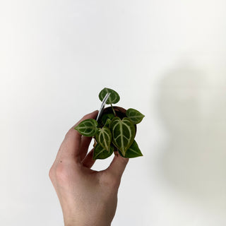 Anthurium 'Brielle'/'Michelle' x self - 3 Seedlings [#1655]
