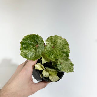 Begonia conchifolia var. rubrimacula variegata [#1942]