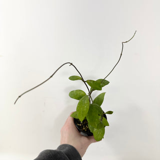 Hoya elmeri (splash) [#1599]