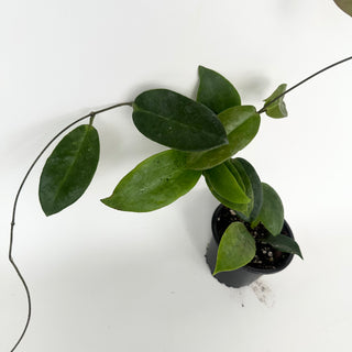 Hoya sp. Papua Skow