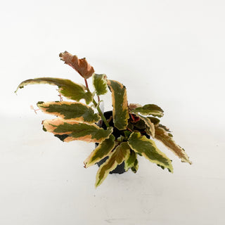 Begonia 'Dainty Spray' (Sport) [#2046]
