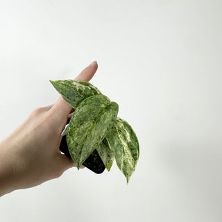 Z-5335 - Scindapsus pictus 'Peasun'