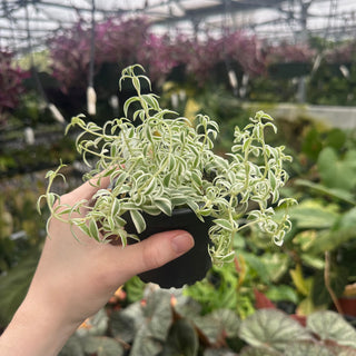 Sedum lineare 'Variegatum'
