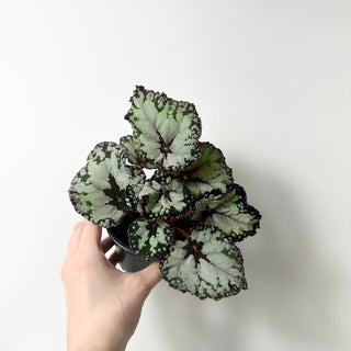 Begonia 'Dolce Vita' [#2004]