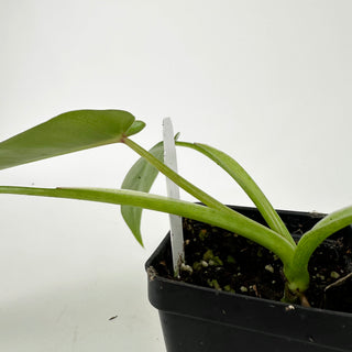 Philodendron spiritus-sancti