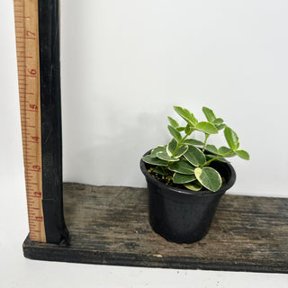 Hoya cumingiana albo-marginata [#1604]