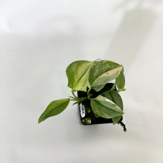 Z-4853 - Scindapsus pictus 'Rubicon'