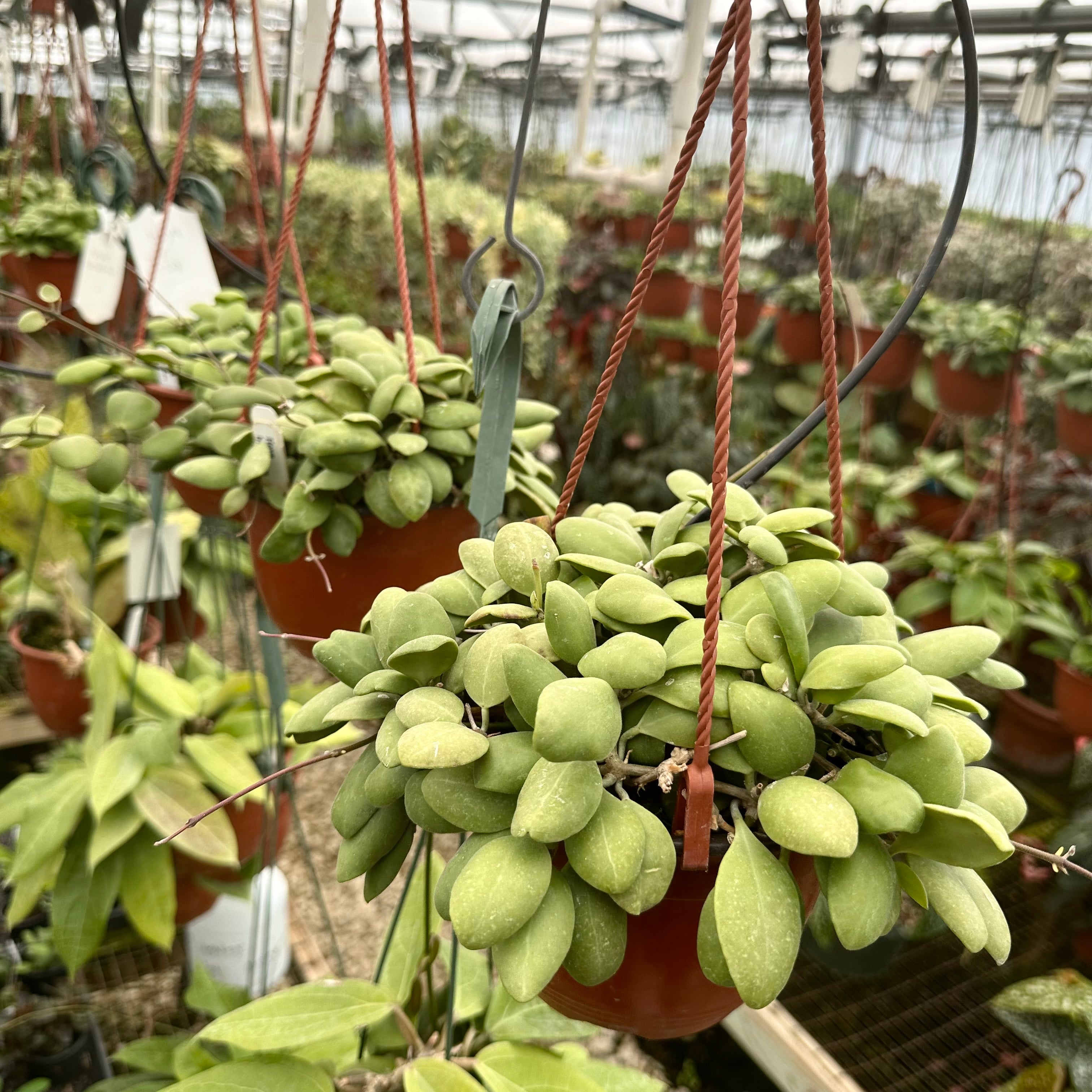 hoya succulent plant Hoya brevialata