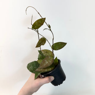 Hoya caudata (Sumatra) [#1665]