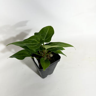 Anthurium magnificum/‘Silver Blush' x 'Chuck Norris' [#1901]