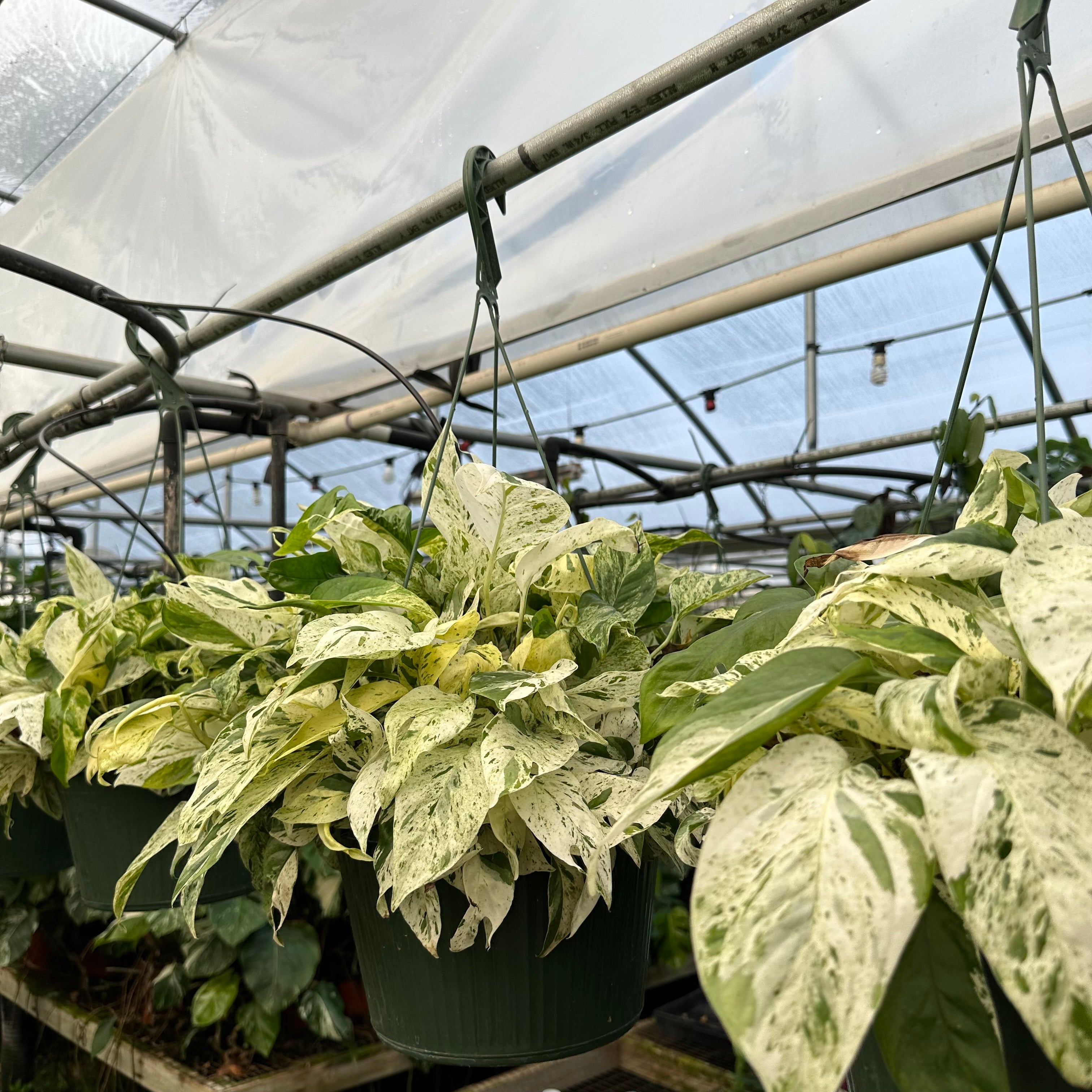 epi marble pothos Epipremnum pinnatum "Marble"