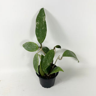 Hoya 'Stevo' (RHM 011-05)