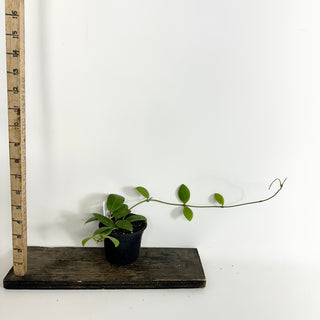 Hoya sp. Phu Yen (splash) [#2209]